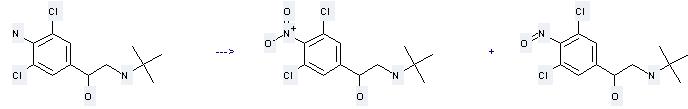 Clenbuterol can produce 2-tert-butylamino-1-(3,5-dichloro-4-nitro-phenyl)-ethanol and 2-tert-butylamino-1-(3,5-dichloro-4-nitroso-phenyl)-ethanol. 